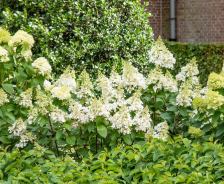 Hydrangea paniculata `Kyushu` aed-hortensia