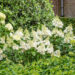 Hydrangea paniculata `Kyushu` aed-hortensia