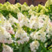 Hydrangea paniculata `Pinky Winky` aed-hortensia