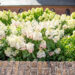 Hydrangea paniculata `Pinky Winky` aed-hortensia (2)
