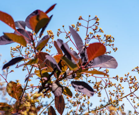 Cotinus coggygria `Royal Purple` parukapuu