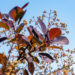 Cotinus coggygria `Royal Purple` parukapuu