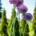 Allium lauk (4)