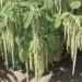 Amaranthus caudatus Grünschwanz longus rebashein Bloomest