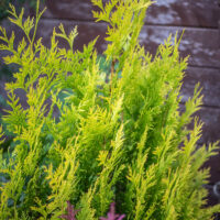 Thuja plicata `4ever Goldy` hiigel elupuu