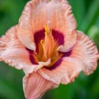 Hemerocallis `Exploded Pumpkin` aed-päevaliilia