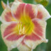 Hemerocallis `Tropical Passion` aed-päevaliilia