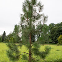 Pinus ponderosa kollane mänd