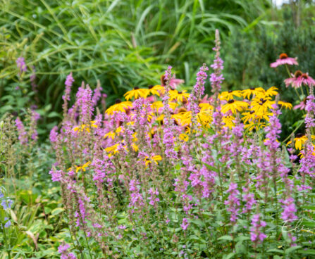 Lythrum salicaria harilik kukesaba