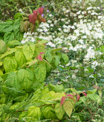 Spiraea japonica `Macrophylla` jaapani enelas