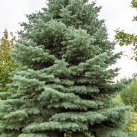 Abies concolor hall nulg