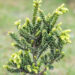 Taxus baccata `Amersfoort` harilik jugapuu (1)