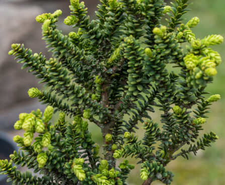 Taxus baccata `Amersfoort` harilik jugapuu (2)