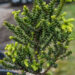 Taxus baccata `Amersfoort` harilik jugapuu (2)