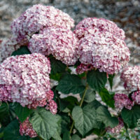 Hydrangea arborescens `Sweet Annabelle` puis-hortensia