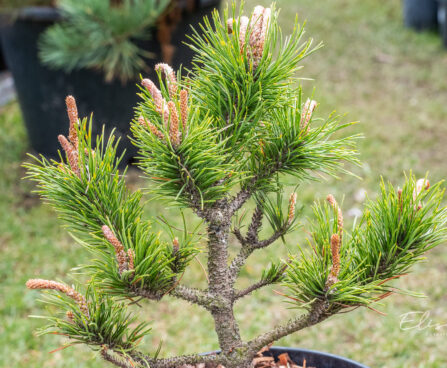 Pinus contorta `Spaan`s Dwarf` keerdmänd (1)