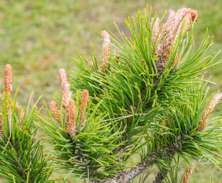 Pinus contorta `Spaan`s Dwarf` keerdmänd (2)