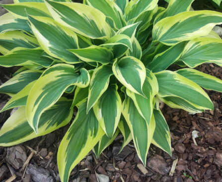 Hosta `Bobcat` Riina Lohk