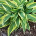 Hosta `Bobcat` Riina Lohk