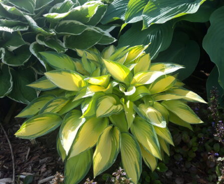 Hosta `June` Riina Lohk