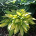 Hosta `June` Riina Lohk