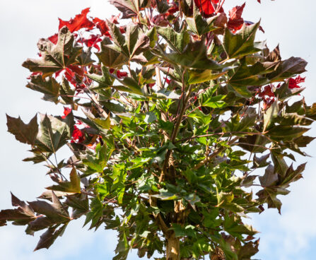 Acer platanoides `Purple Globe` harilik vaher