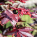 Acer platanoides `Crimson Sentry` harilik vaher (2)
