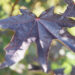 Acer platanoides `Crimson Sentry` harilik vaher (3)