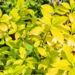 Hydrangea paniculata `Sunlight` aed-hortensia
