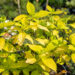 Hydrangea paniculata `Sunlight` aed-hortensia (2)