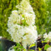 Hydrangea paniculata `Magical Moonlight` aed-hortensia (1)
