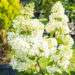 Hydrangea paniculata `Magical Moonlight` aed-hortensia (3)