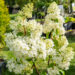 Hydrangea paniculata `Magical Moonlight` aed-hortensia (4)