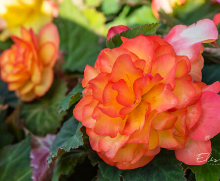 Begonia `Nonstop Fire` mugulbegoonia (1)