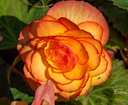 Begonia `Nonstop Fire` mugulbegoonia (2)