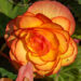 Begonia `Nonstop Fire` mugulbegoonia (2)