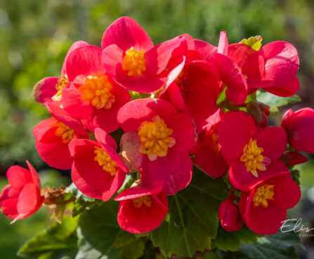 Begonia elatior Special Collection `Valentino Pink` roosbegoonia