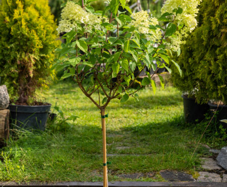 Hydrangea paniculata `Limelight` PA aed-hortensia