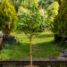 Hydrangea paniculata `Limelight` PA aed-hortensia