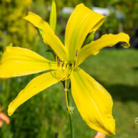 Hemerocallis `Green Arrow` aed-päevaliilia (1)