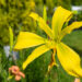 Hemerocallis `Green Arrow` aed-päevaliilia (2)