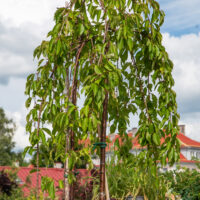 Prunus avium `Pendula` kirsipuu