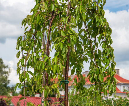 Prunus avium `Pendula` kirsipuu