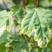 Acer platanoides `Drummondii` harilik vaher