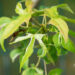 Acer truncatum `Akikaze-nishiki` läikiv vaher