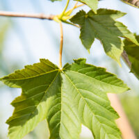 Acer pseudoplatanus `Regal Petticoat` mägivaher (1)