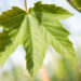 Acer pseudoplatanus `Regal Petticoat` mägivaher (2)
