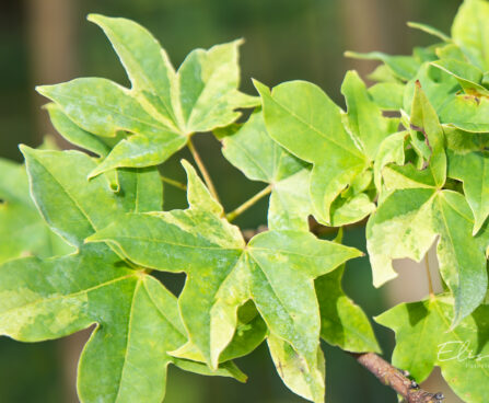 Acer truncatum `Akikaze-nishiki` läikiv vaher (2)