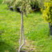 Juniperus communis `Lemon Carpet` harilik kadakas (2)