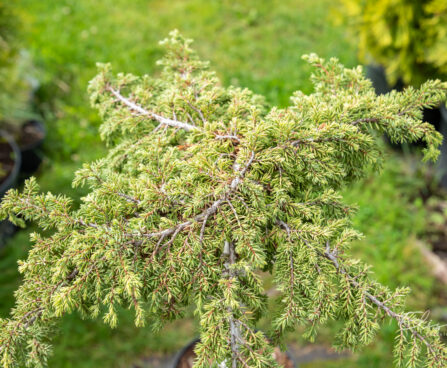 Juniperus communis `Lemon Carpet` harilik kadakas (1)